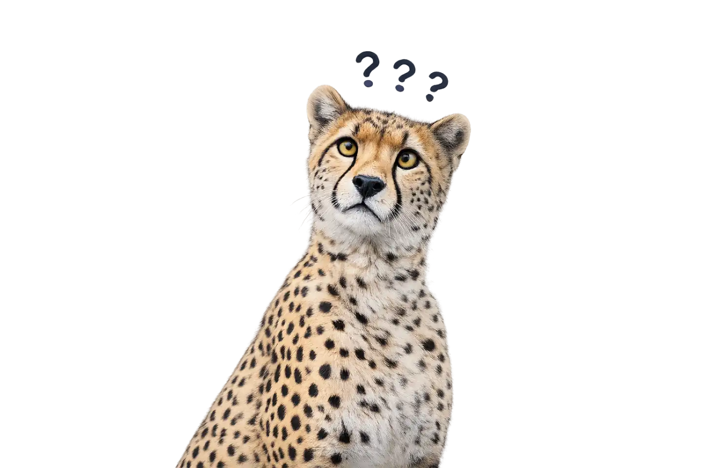 Verdutzt blickender Gepard